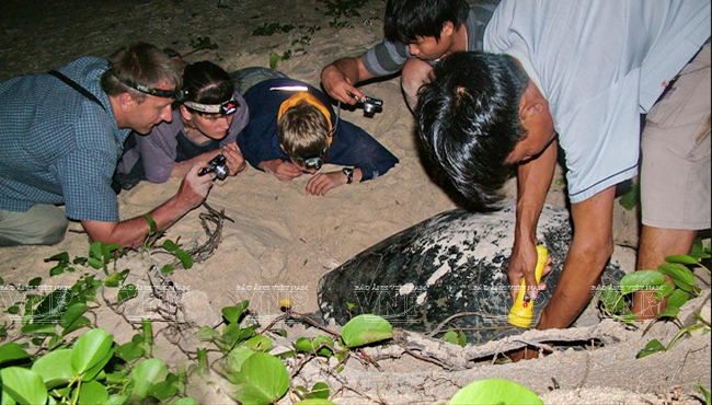 Con Dao - experience turtles laying eggs